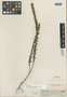 Cuphea cataractarum image