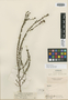 Cuphea laricoides image