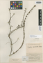 Cuphea laricoides image