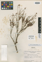 Cuphea pleiantha image