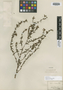 Cuphea sessilifolia image