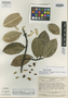 Magnolia chimantensis image