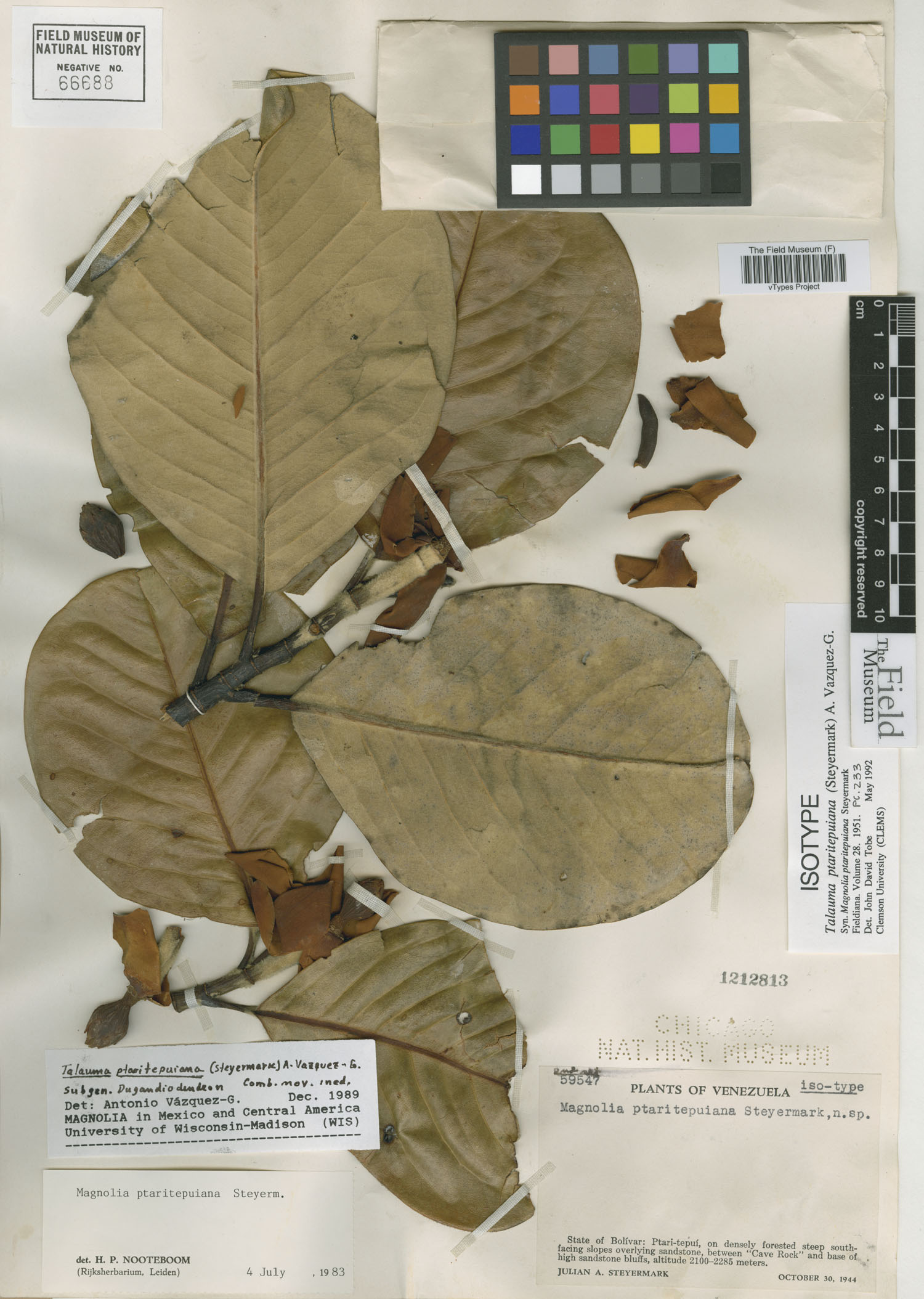 Magnolia ptaritepuiana image