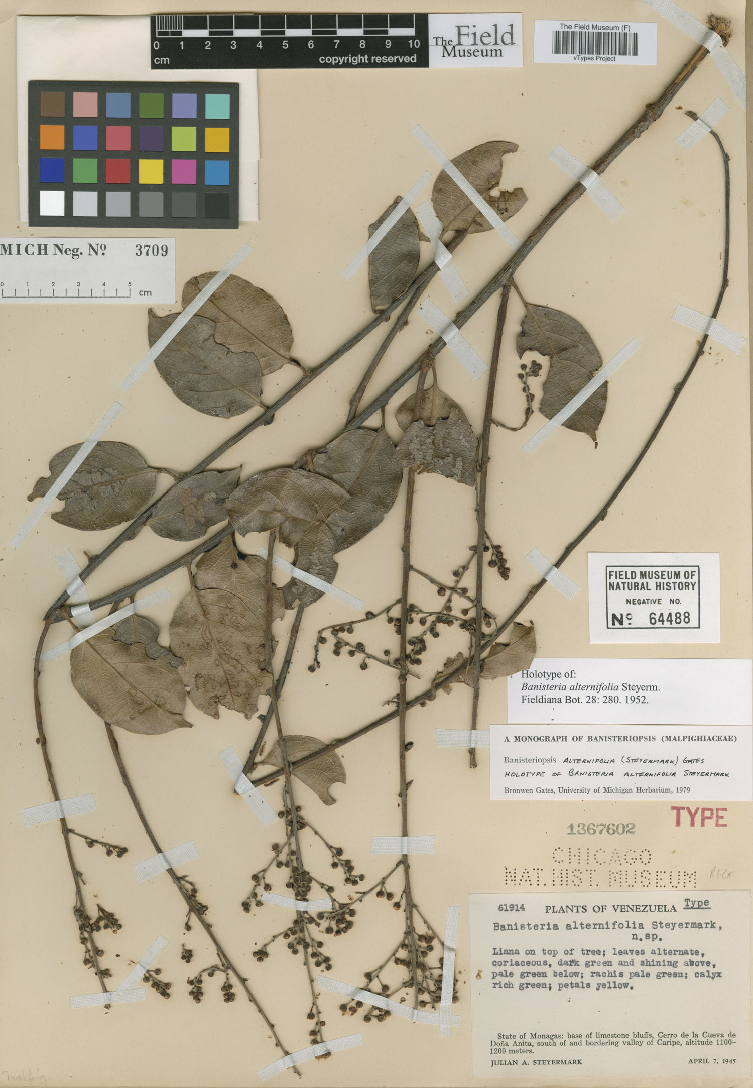 Banisteriopsis alternifolia image