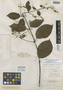 Banisteriopsis pulchra var. glabrata image