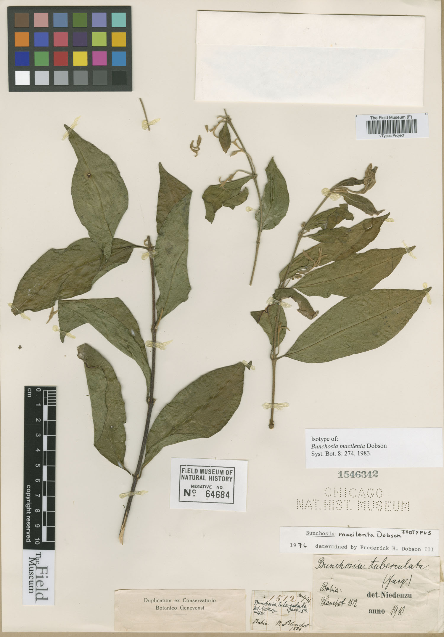 Bunchosia macilenta image