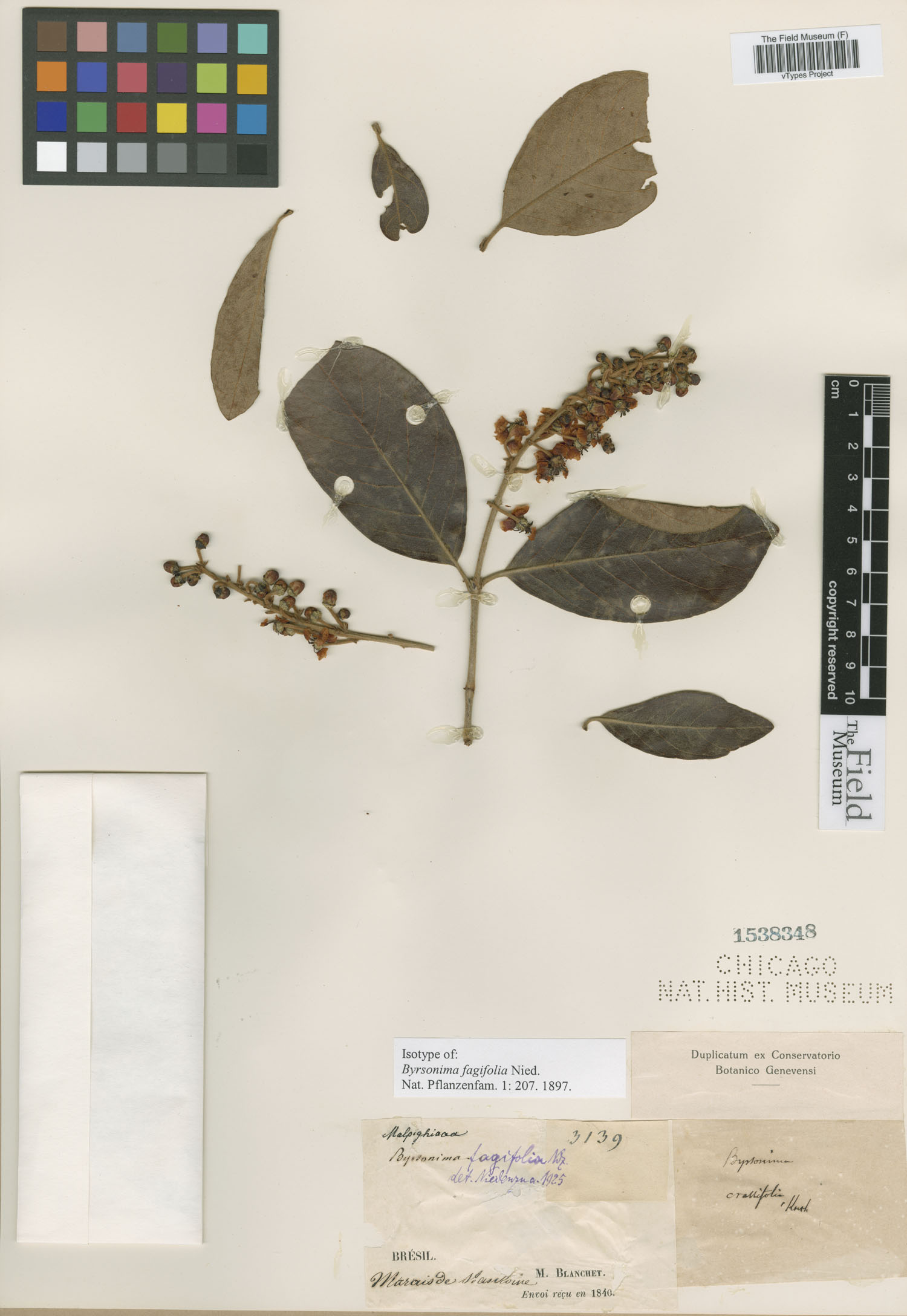 Byrsonima fagifolia image