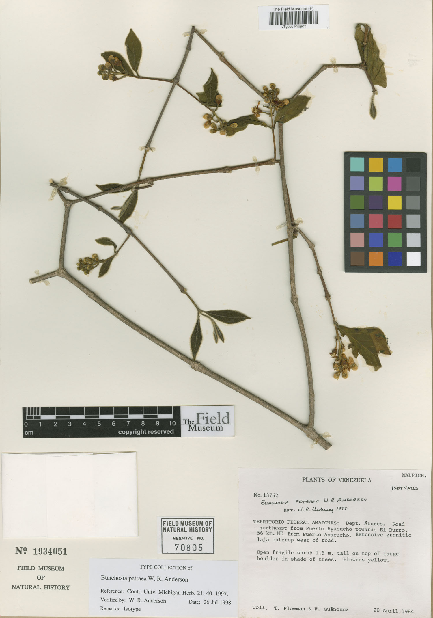 Bunchosia petraea image