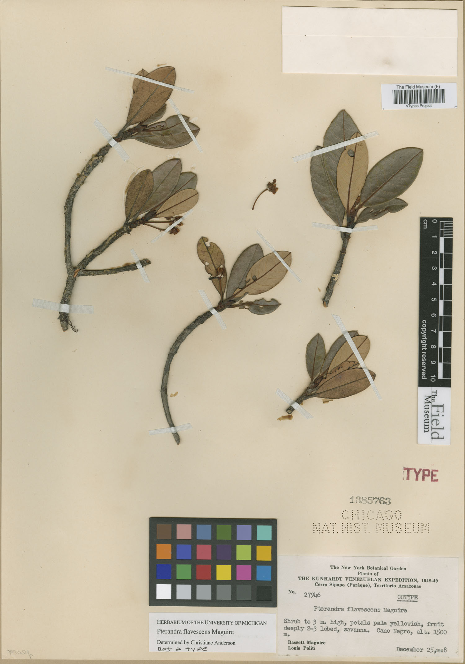 Pterandra flavescens image