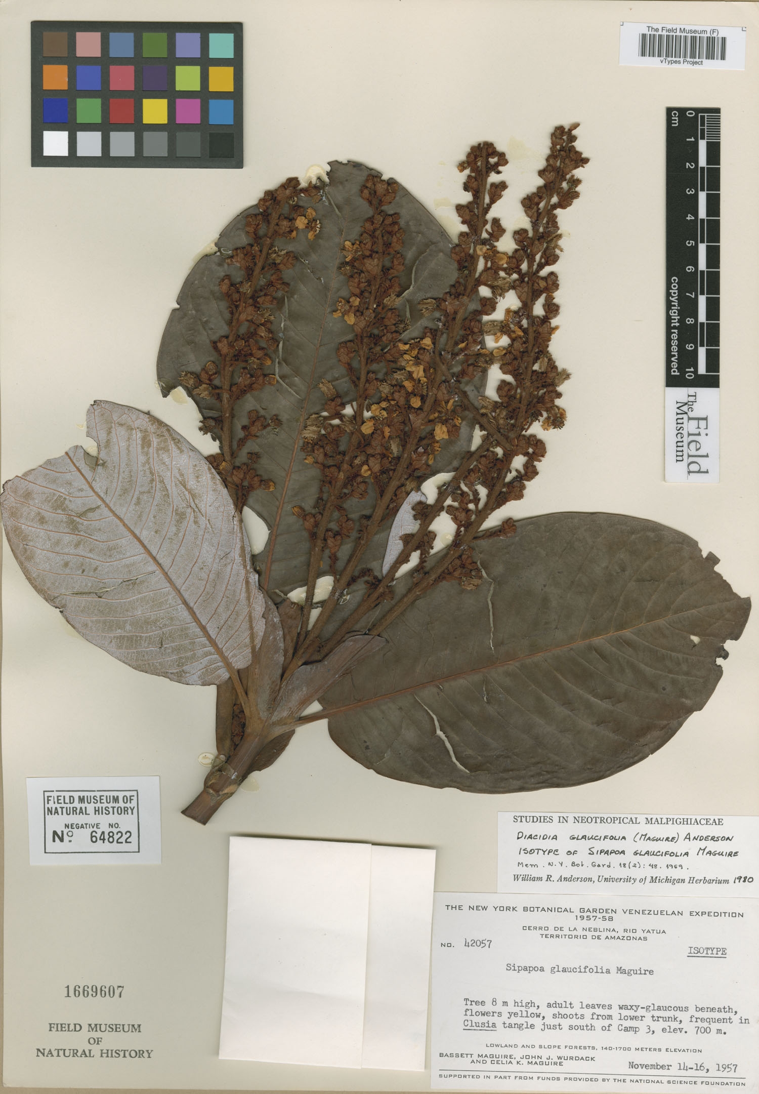 Diacidia glaucifolia image