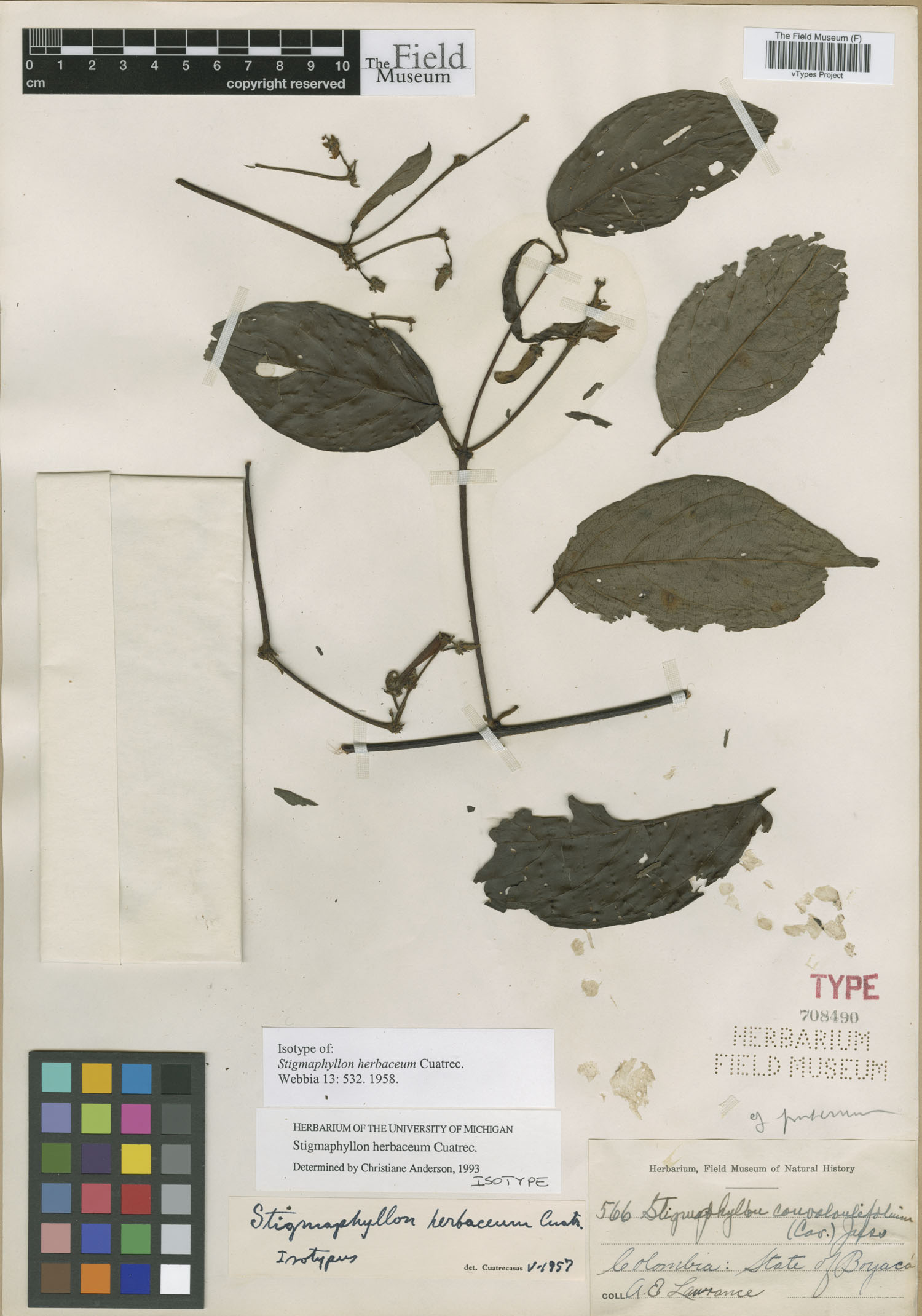 Stigmaphyllon herbaceum image