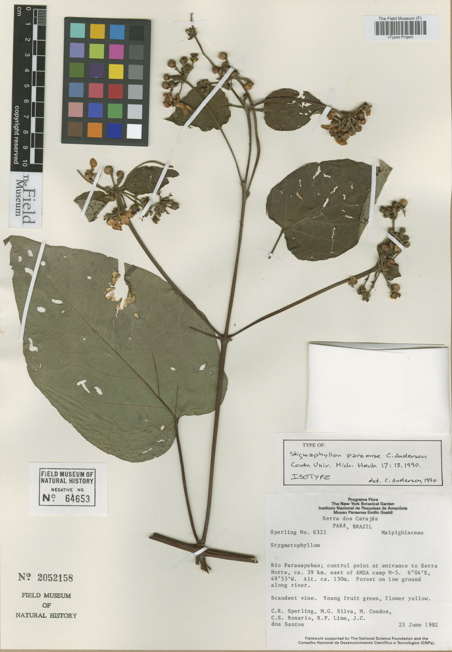 Stigmaphyllon paraense image