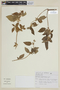 Tibouchina clinopodifolia image