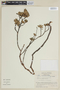 Tibouchina dissitiflora image