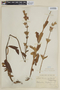 Tibouchina gracilis image
