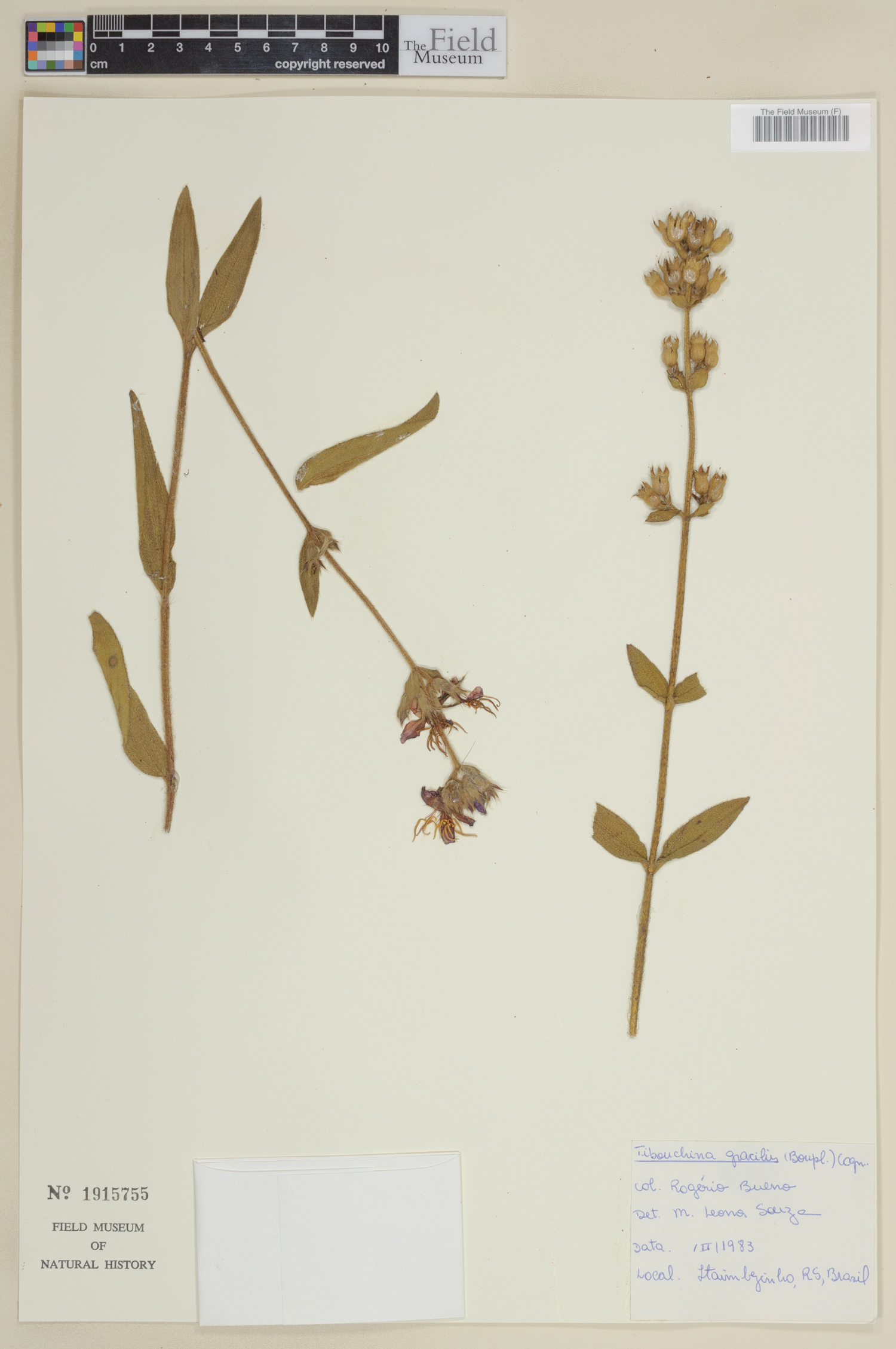 Tibouchina gracilis image