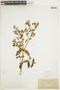Tibouchina herbacea image