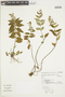 Tibouchina herbacea image