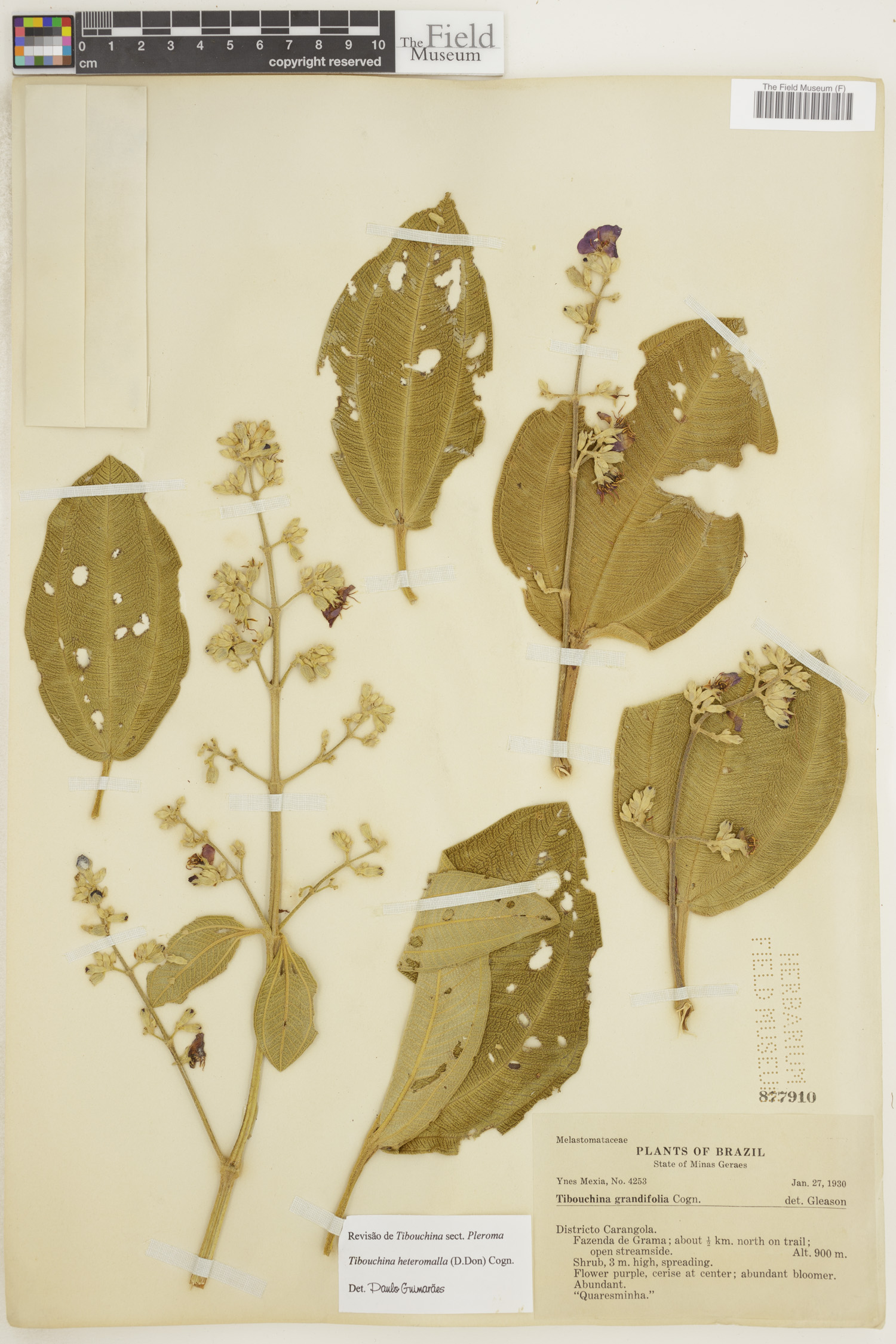 Tibouchina heteromalla image
