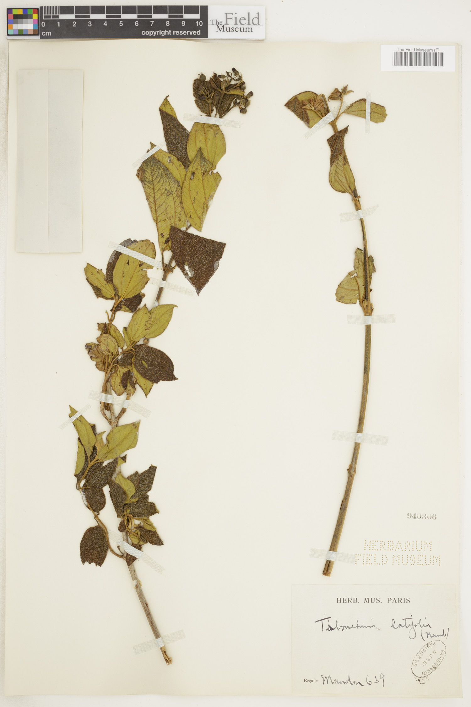 Tibouchina latifolia image