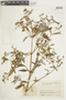 Tibouchina longifolia image