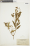 Tibouchina longifolia image