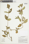 Tibouchina longifolia image