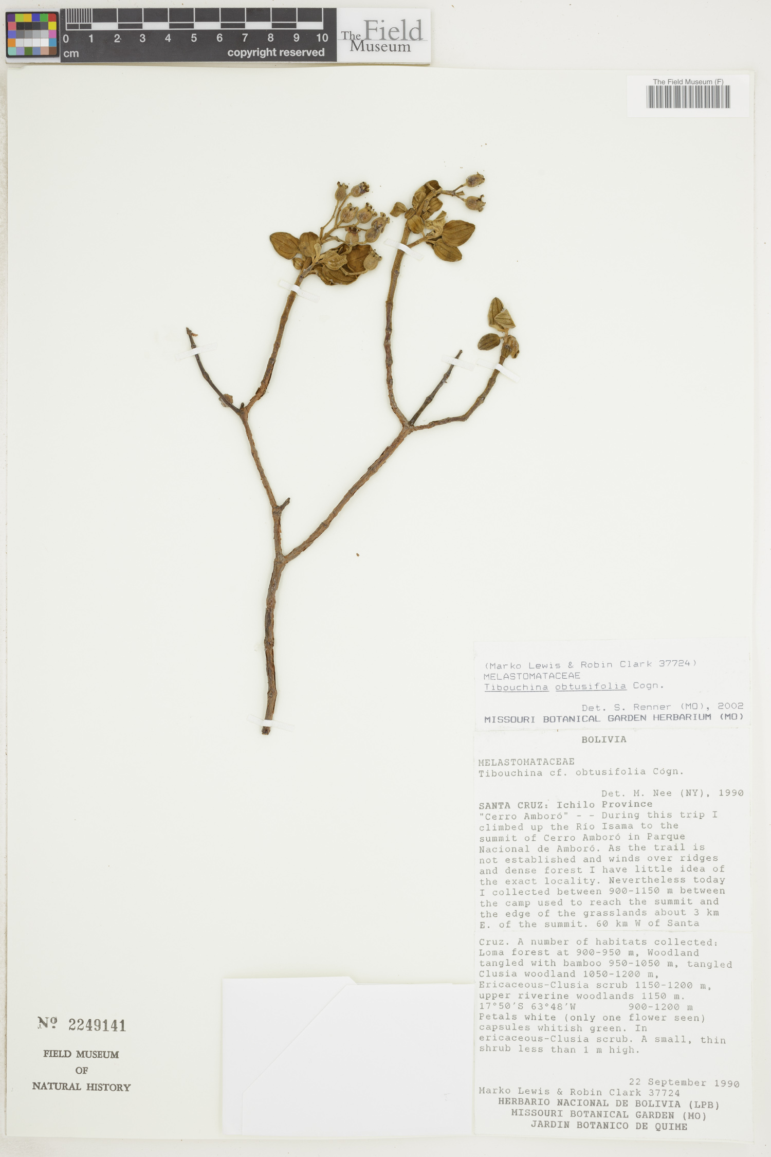 Tibouchina obtusifolia image