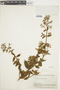 Tibouchina obtusifolia image