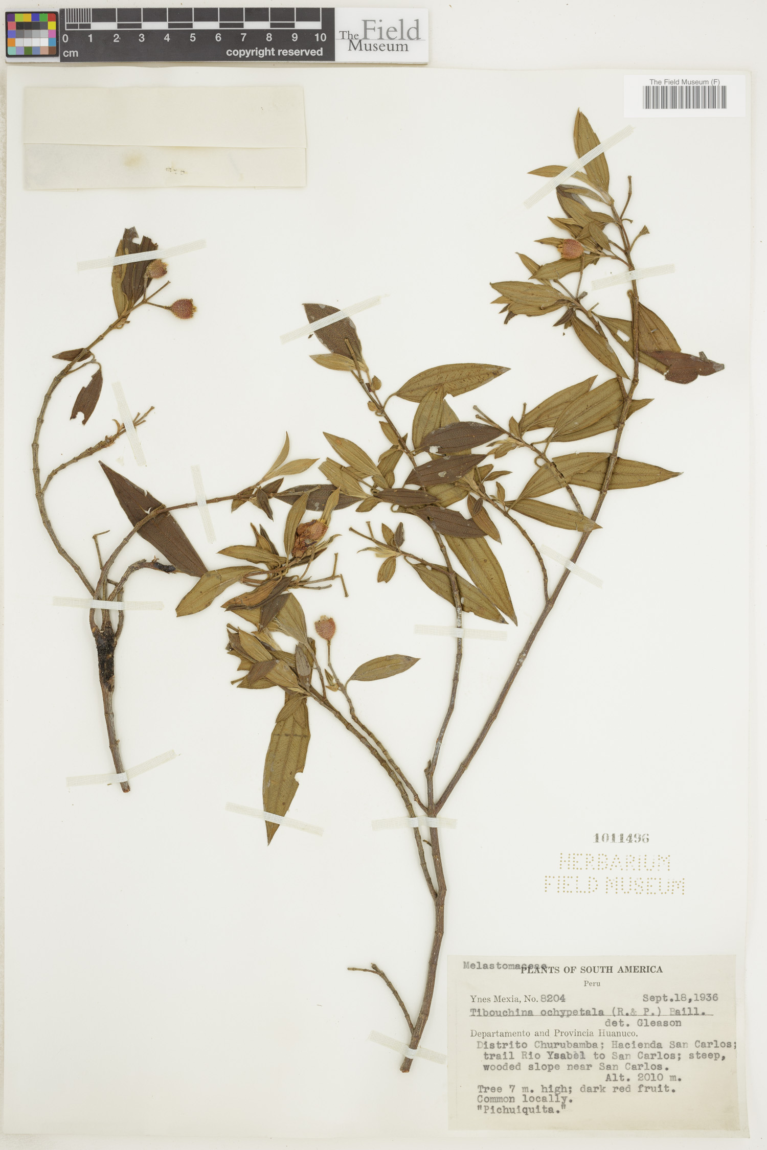 Tibouchina ochypetala image