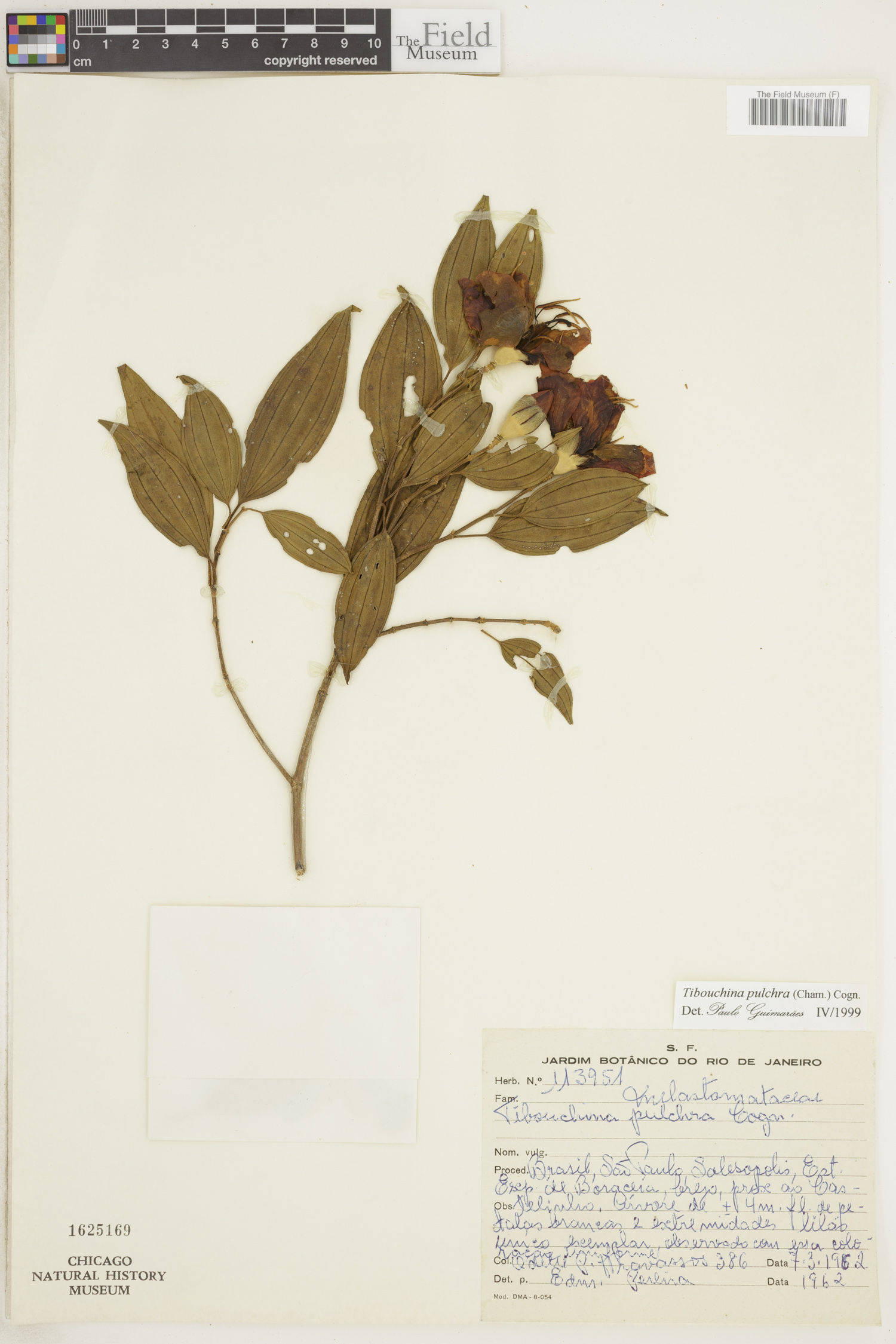 Pleroma pulchrum image