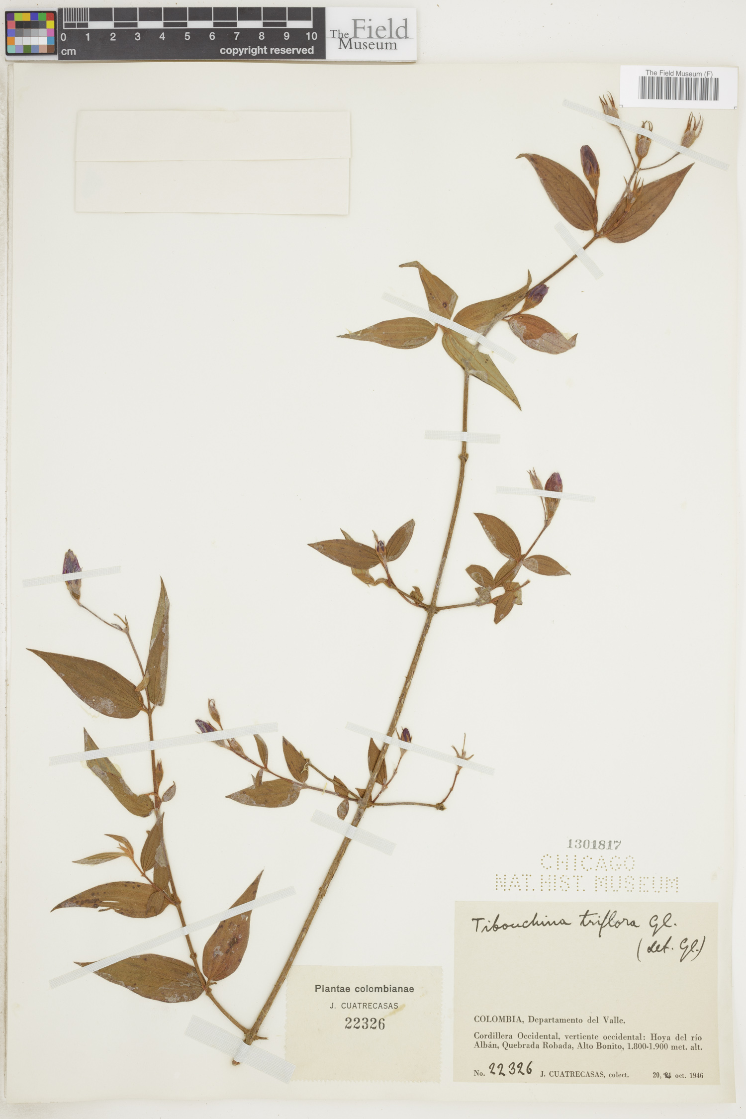 Tibouchina triflora image