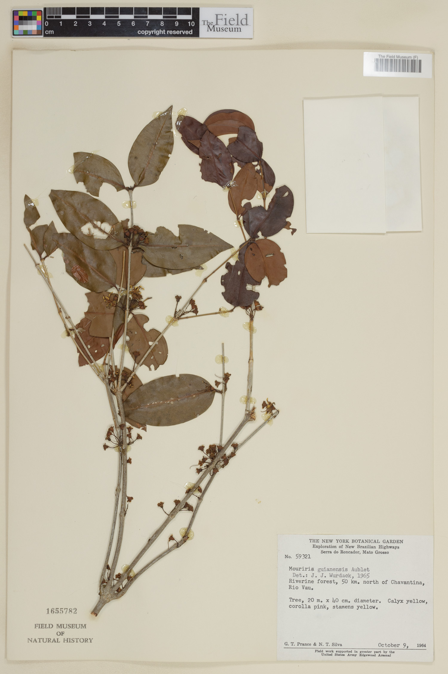Mouriri guianensis image