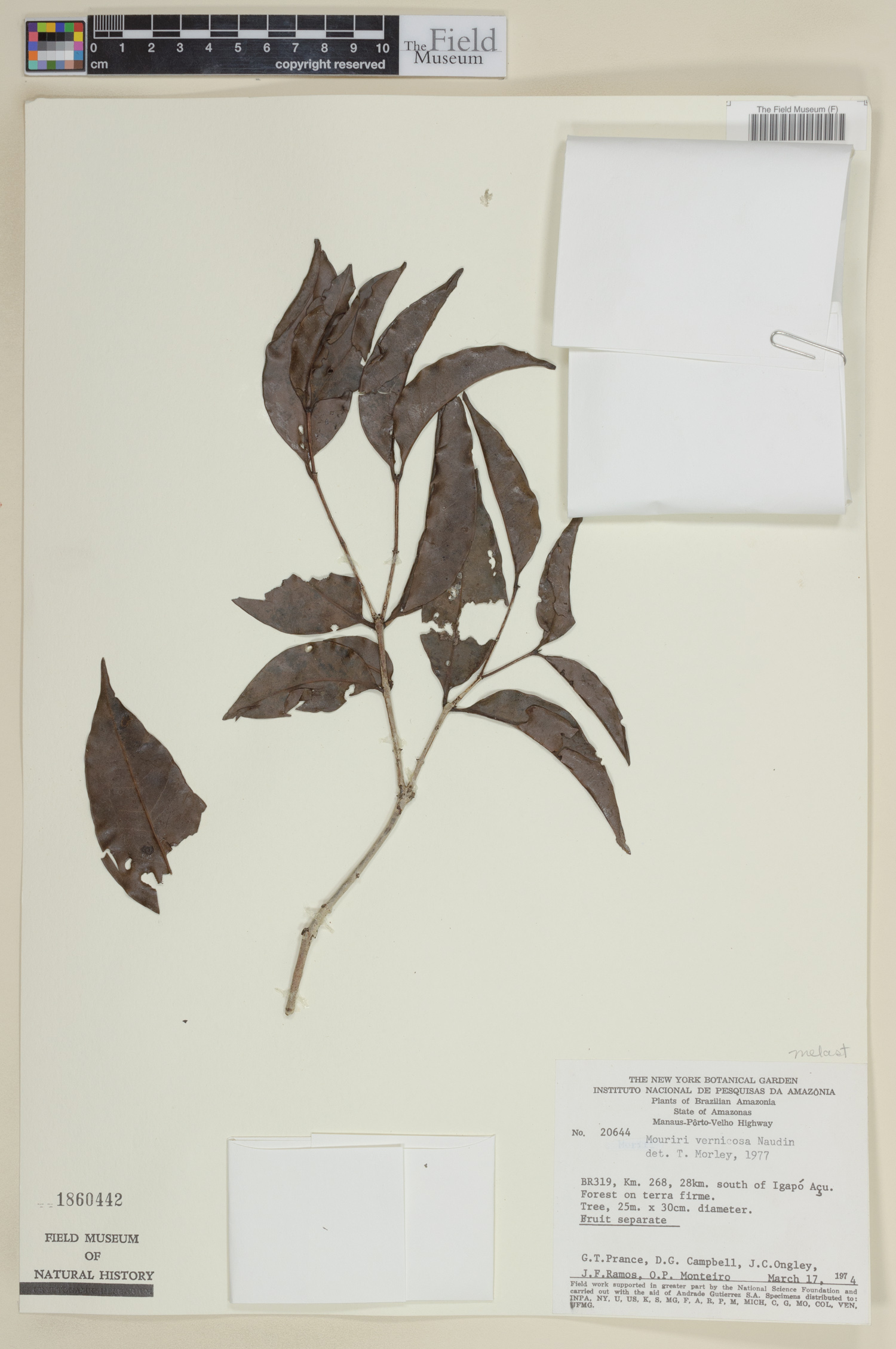 Mouriri vernicosa image