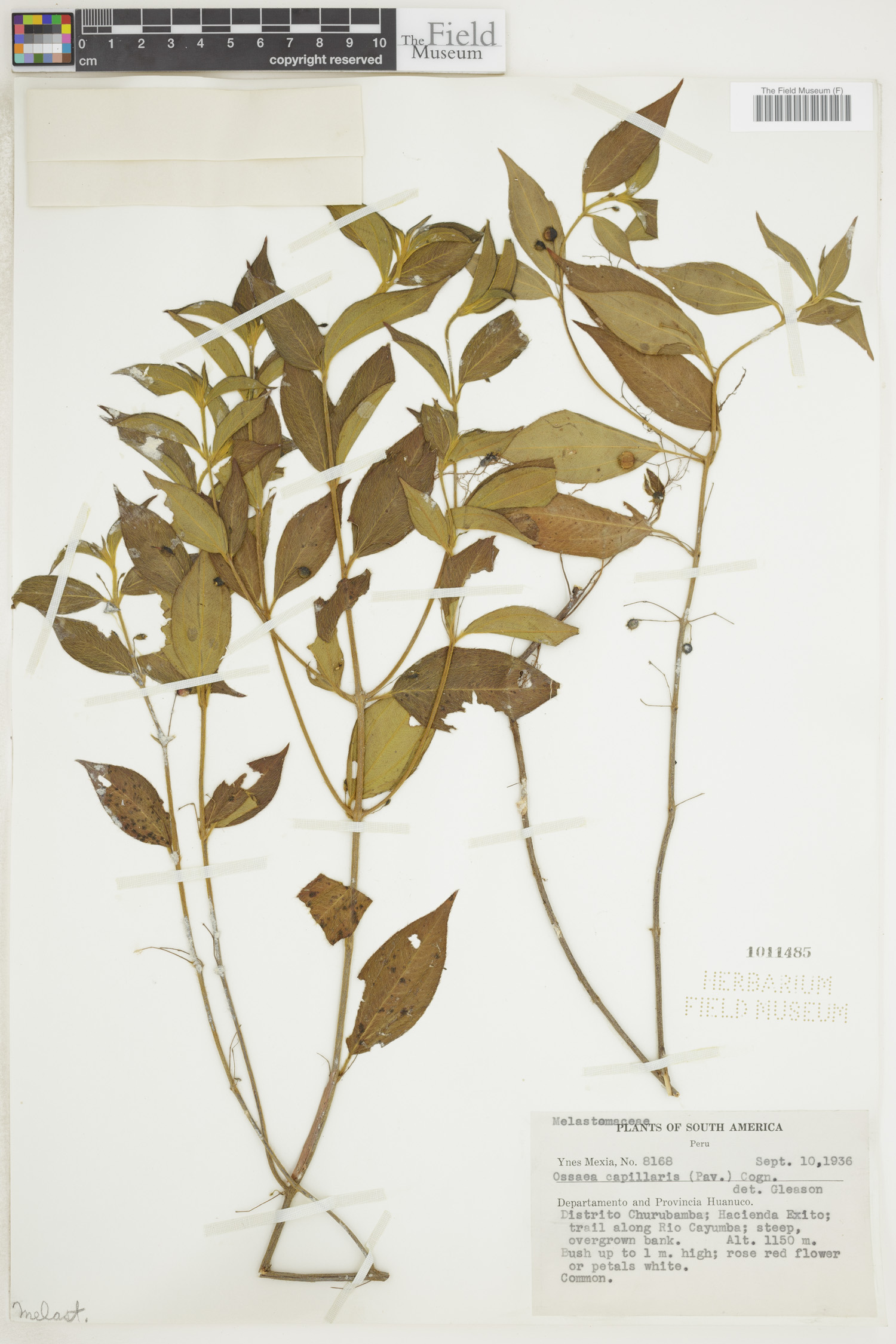 Ossaea capillaris image