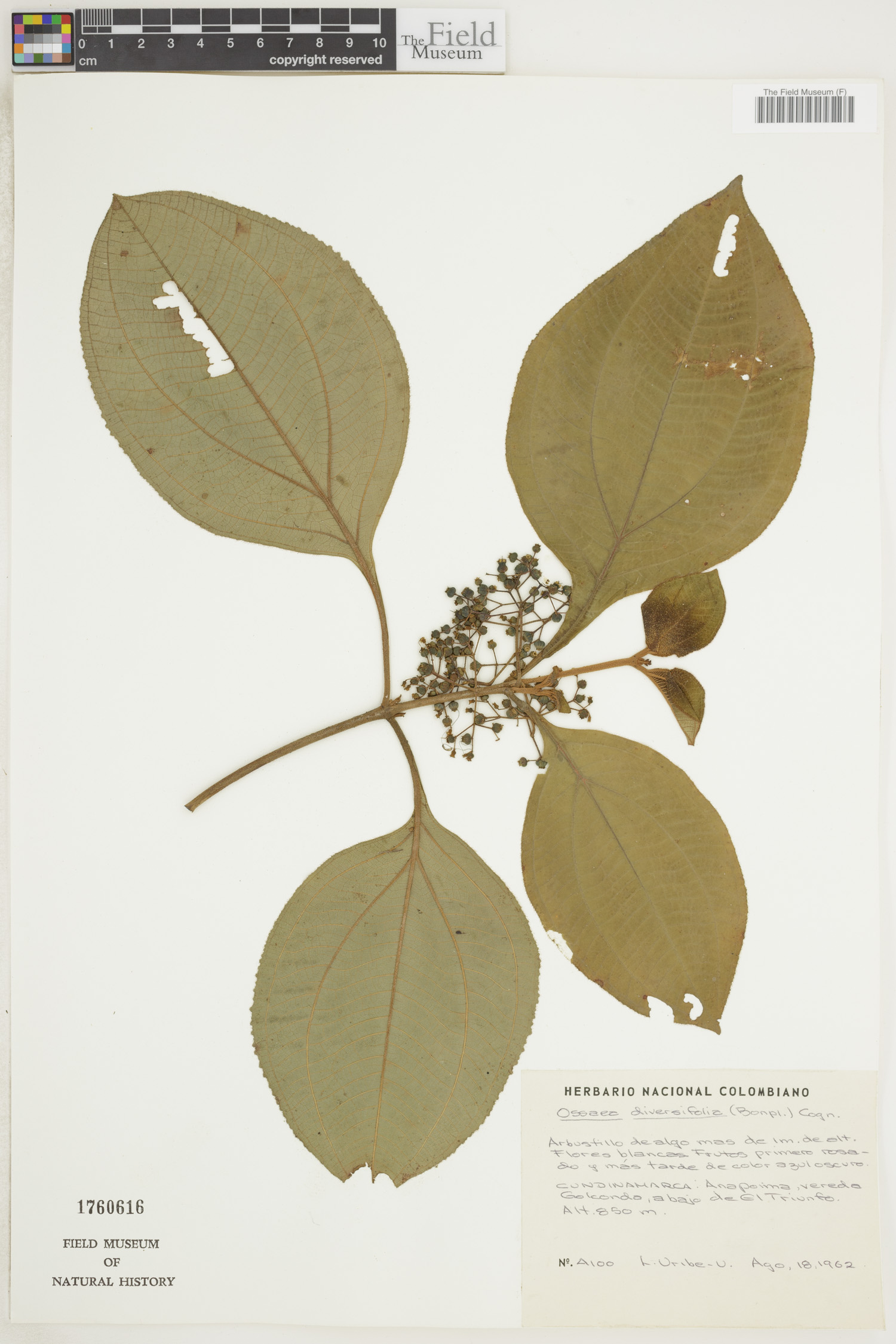 Ossaea diversifolia image