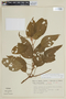 Ossaea confertiflora image