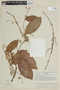 Phainantha laxiflora image