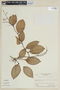 Phainantha laxiflora image