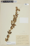 Pterolepis alpestris image