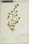 Pterolepis glomerata image
