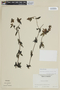 Pterolepis glomerata image