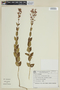 Rhynchanthera brachyrhyncha image