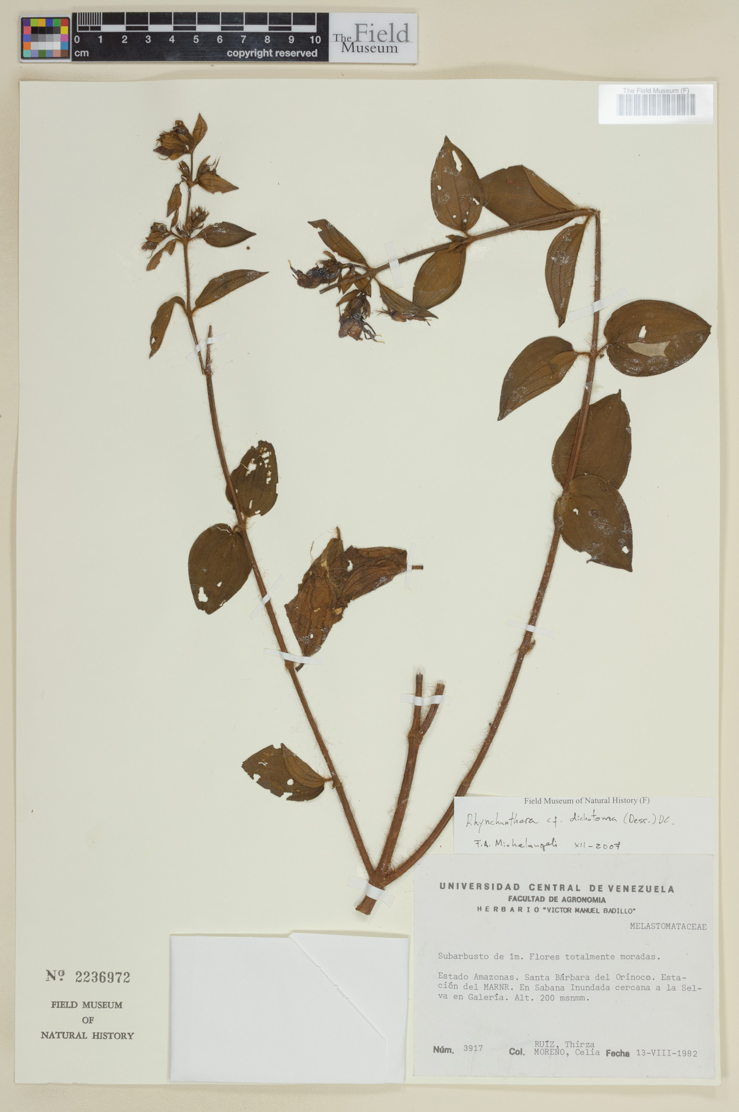 Rhynchanthera dichotoma image