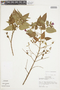Rhynchanthera grandiflora image