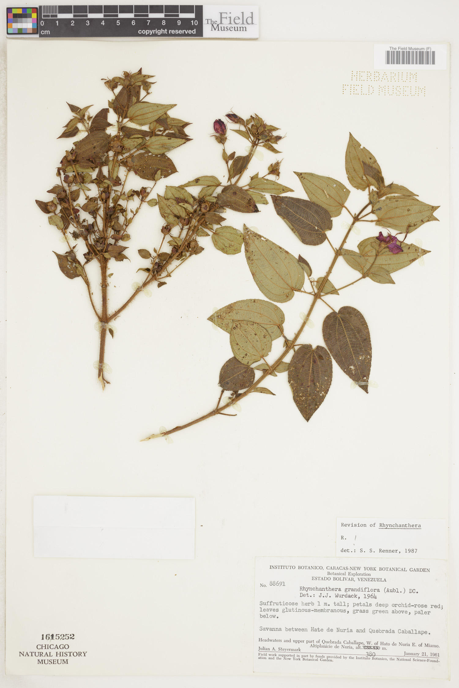 Rhynchanthera grandiflora image