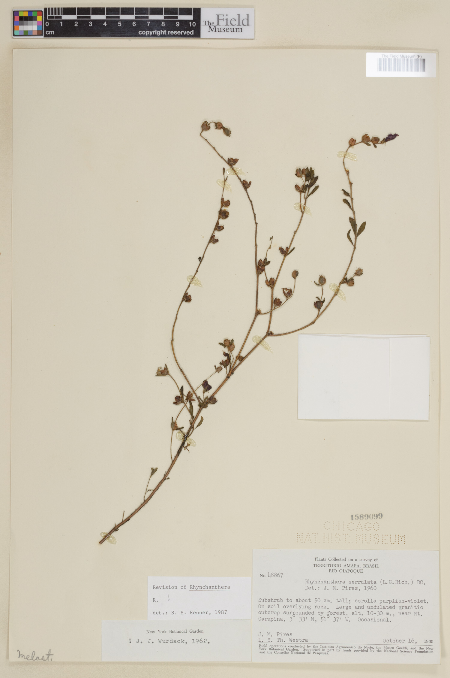 Rhynchanthera serrulata image