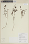 Rhynchanthera serrulata image