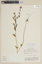 Rhynchanthera verbenoides image