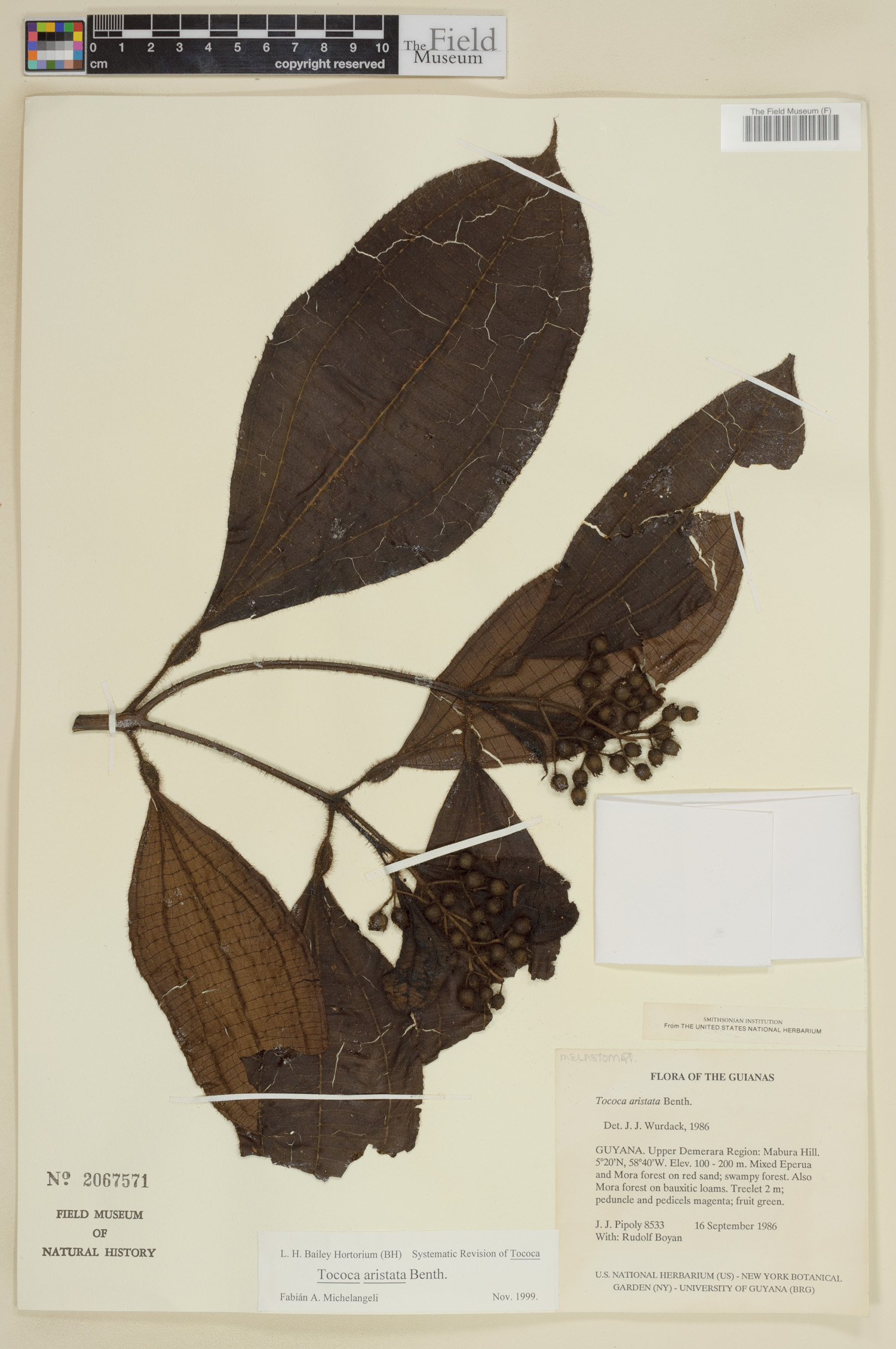 Tococa aristata image